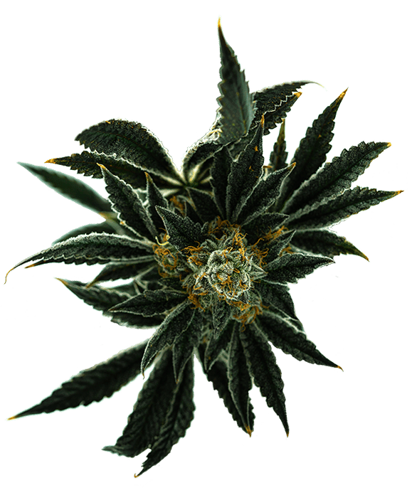 Experience Premium Cannabis leaves